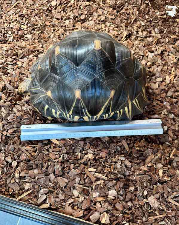 Krásné vyzařované na prodej - foto 3