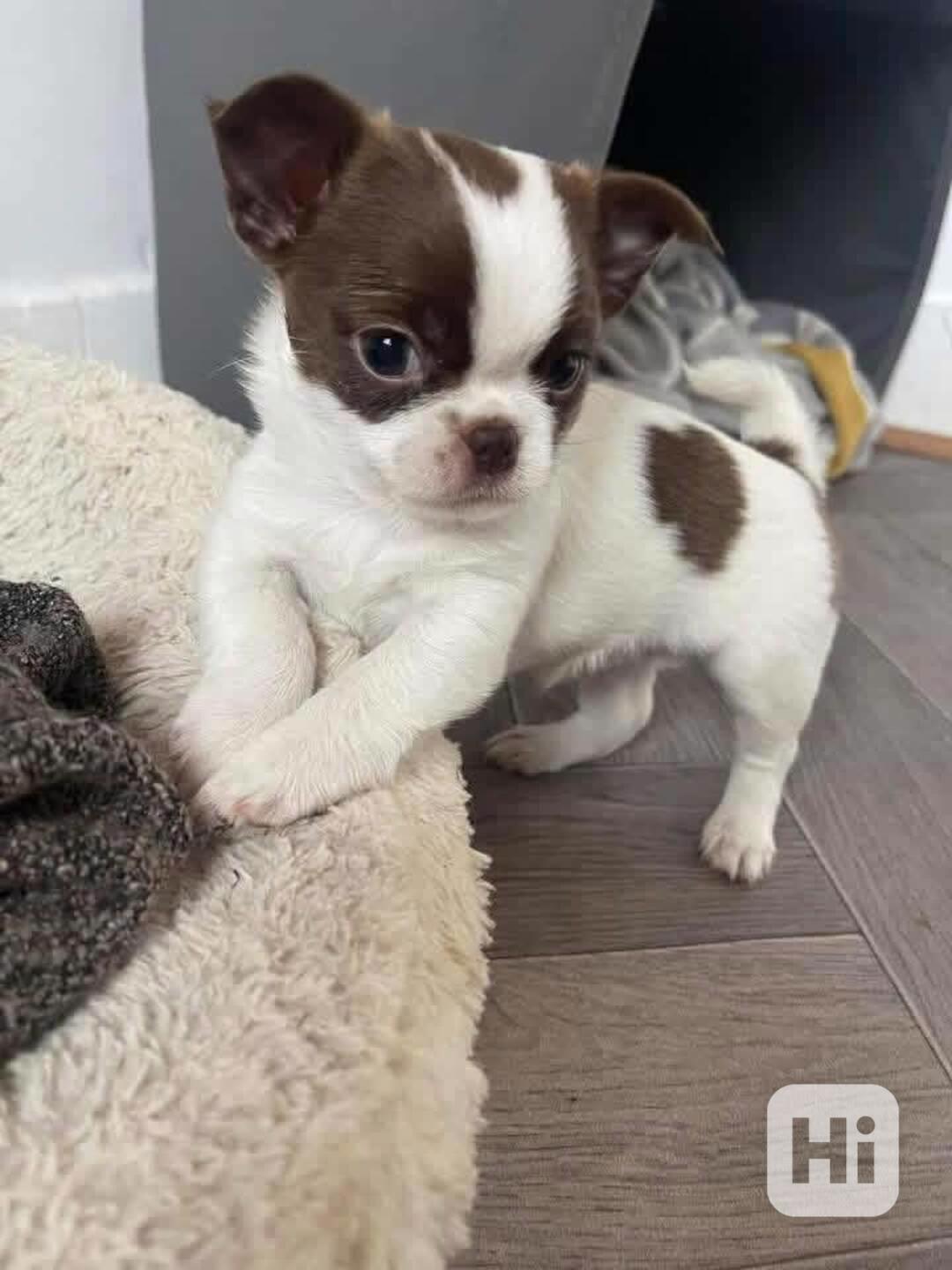 Štěňata čivavy - foto 1