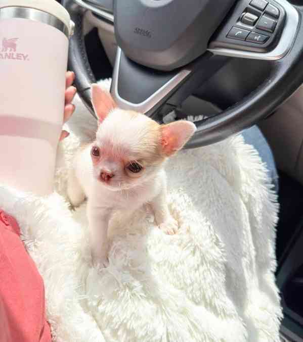 Štěňata čivavy - foto 2