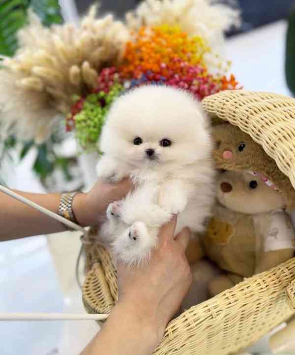 Rozkošná bezplatná štěňata pomeranianů na dárek  - foto 1