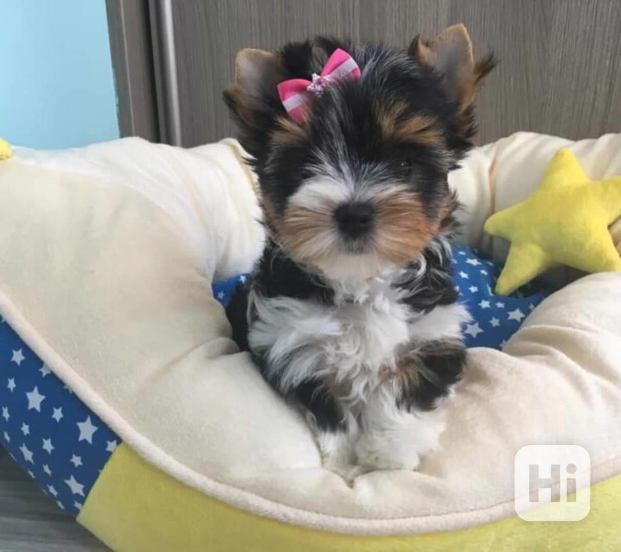 Jorkšírský teriér. - foto 1