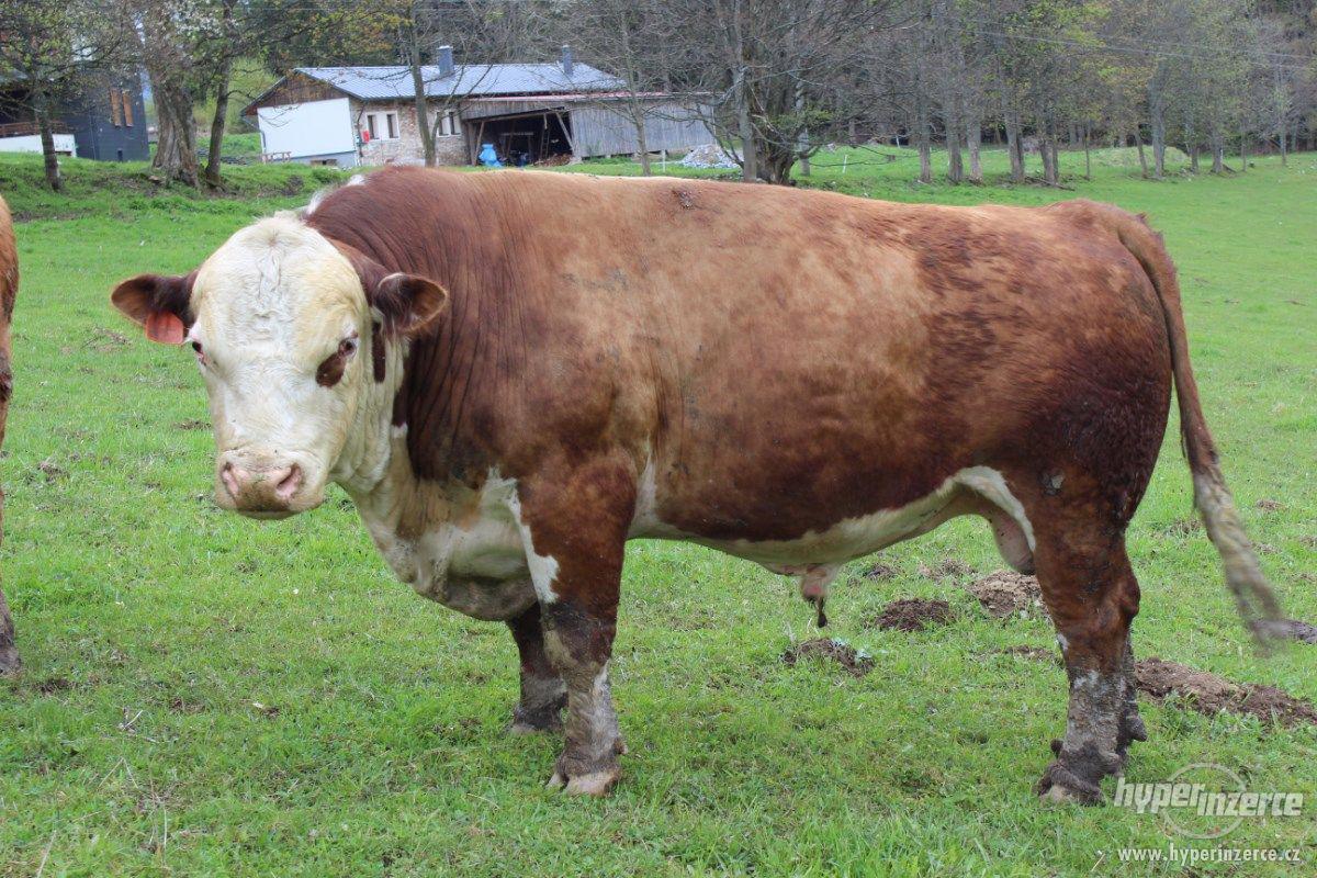 Plemenný býk - hereford - foto 1