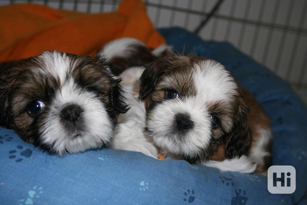 Štěňata Shih Tzu - foto 1