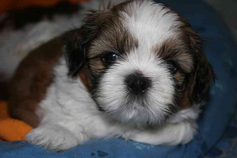 Štěňata Shih Tzu - foto 2