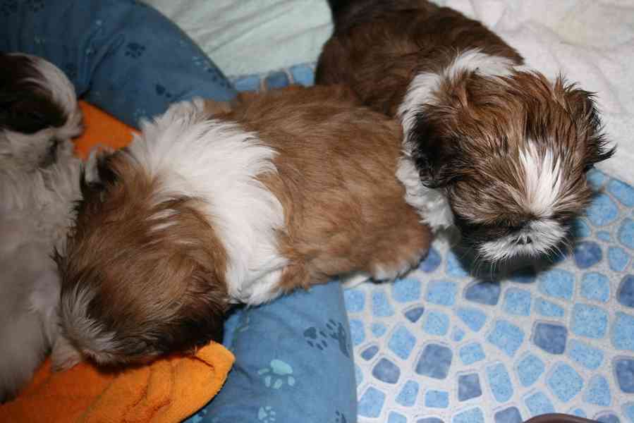 Štěňata Shih Tzu - foto 3