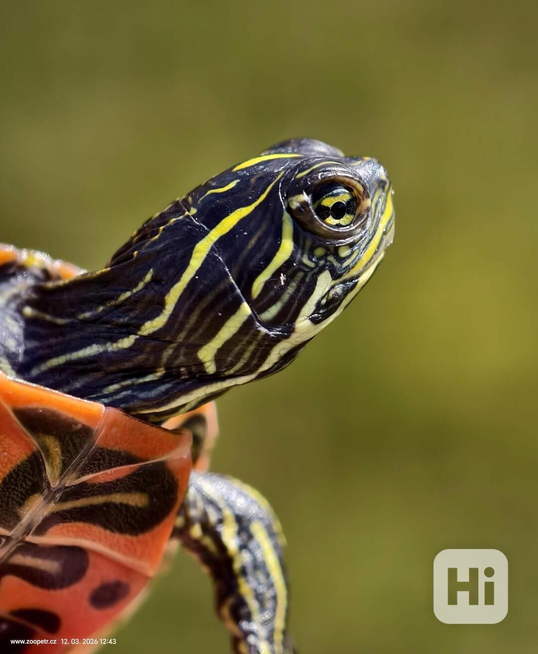 Želva červenobřichá - mláďata - foto 1
