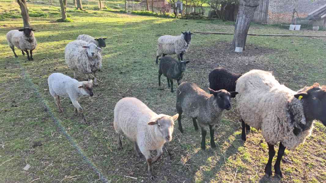 prodám jehňata - foto 2