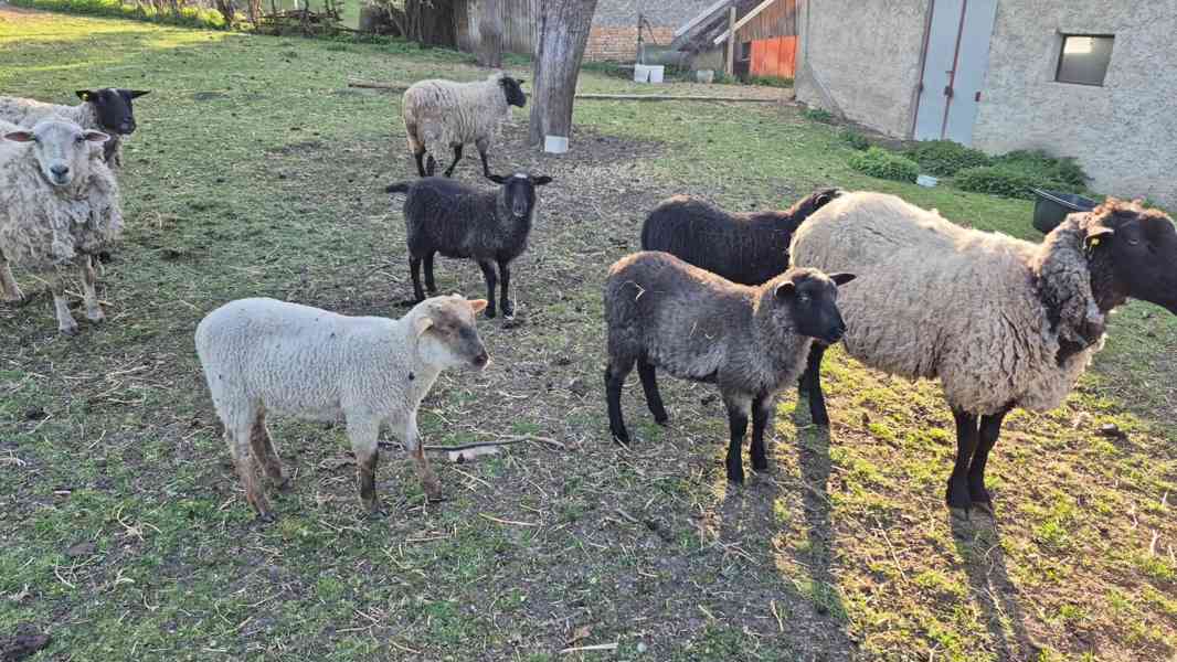 prodám jehňata - foto 3