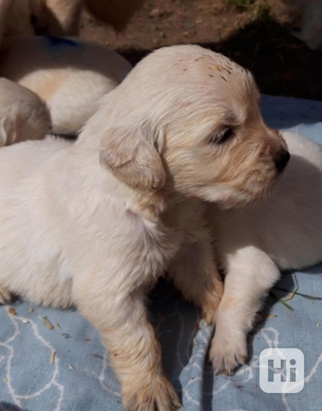 Štěňata zlatého retrívra - foto 1