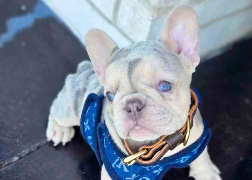 Štěňata francouzského buldočka - foto 2