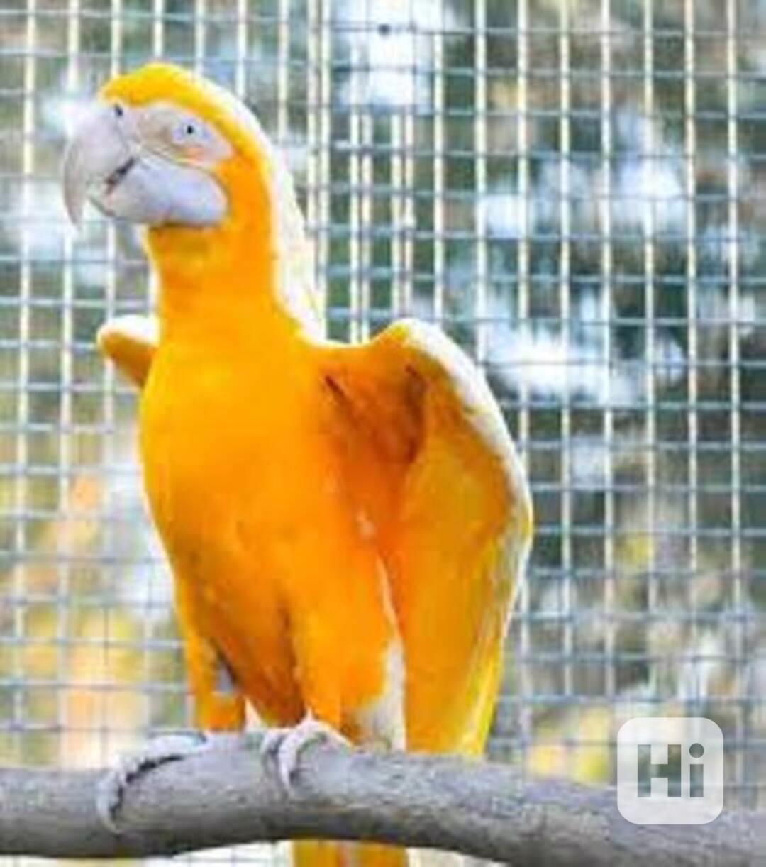 Prodám hybridní druhy papoušků ara. - foto 1