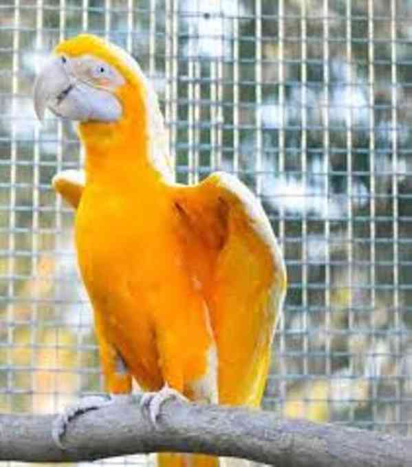 Prodám hybridní druhy papoušků ara. - foto 1