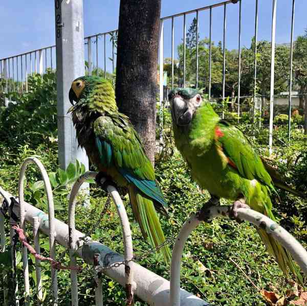 Prodám hybridní druhy papoušků ara. - foto 3