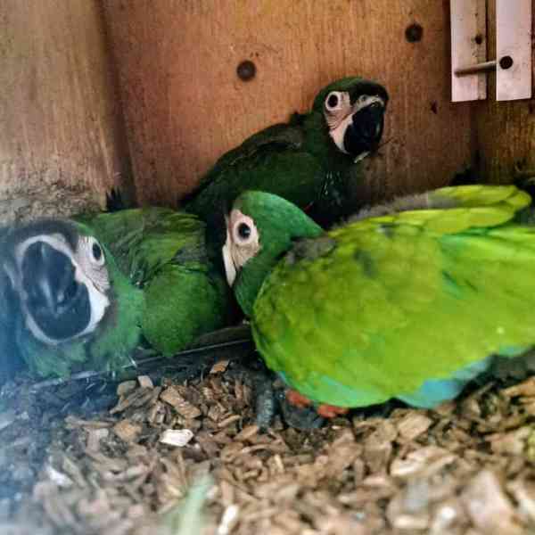 Prodám hybridní druhy papoušků ara. - foto 4