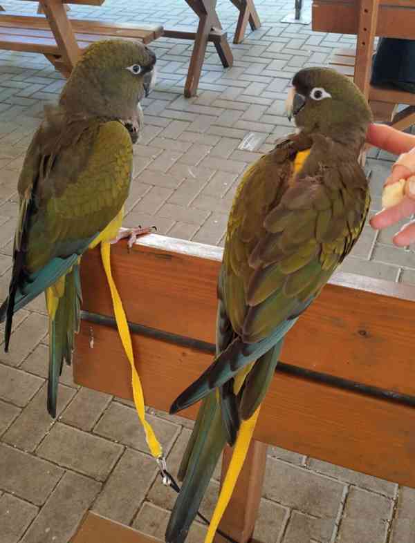 Prodám hybridní druhy papoušků ara. - foto 5