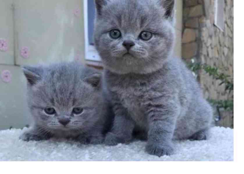 Britská krátkosrstá koťata