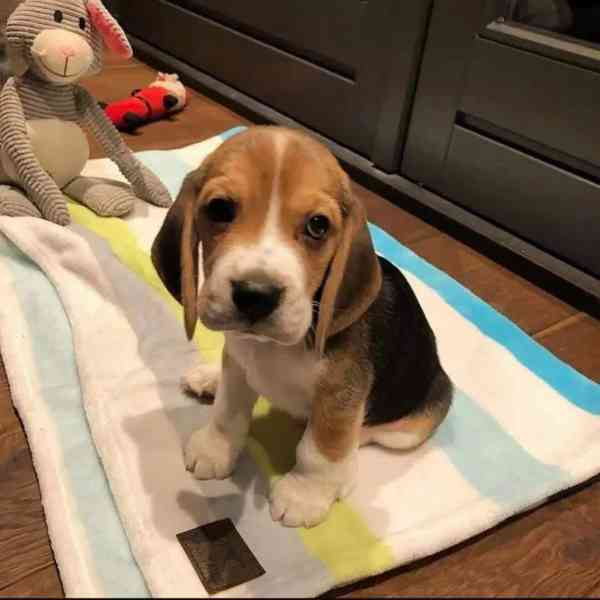 Tato rozkošná štěňátka bíglů  - foto 1