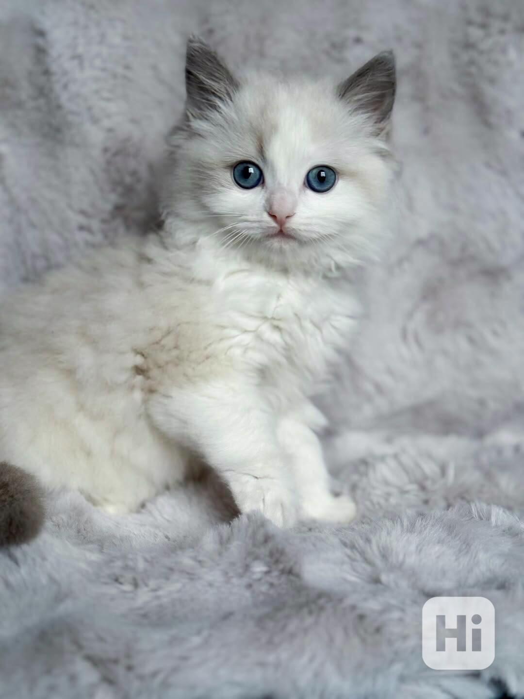 Nádherná koťátka plemene Ragdoll hledají trvalé rodiny - foto 1
