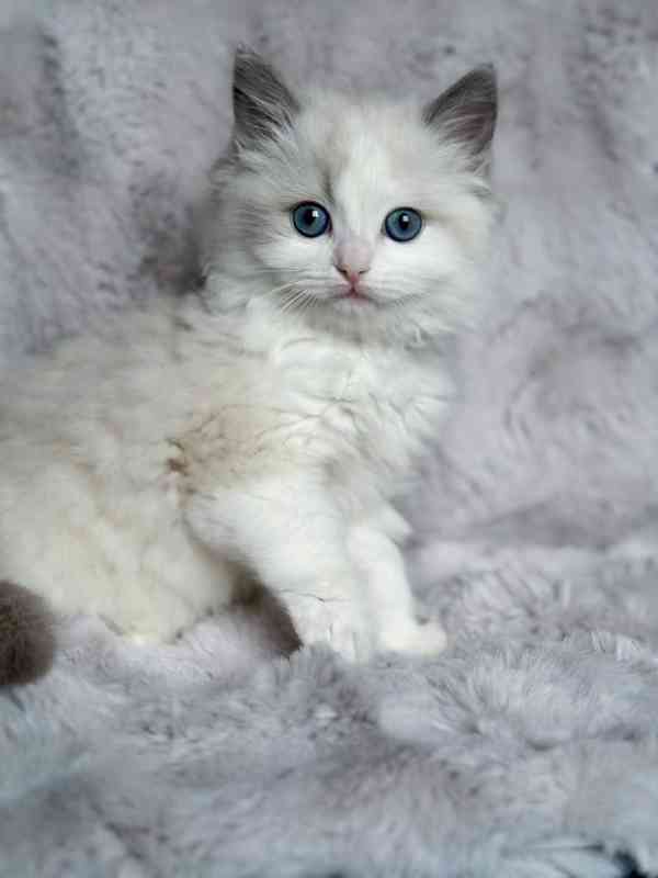 Nádherná koťátka plemene Ragdoll hledají trvalé rodiny