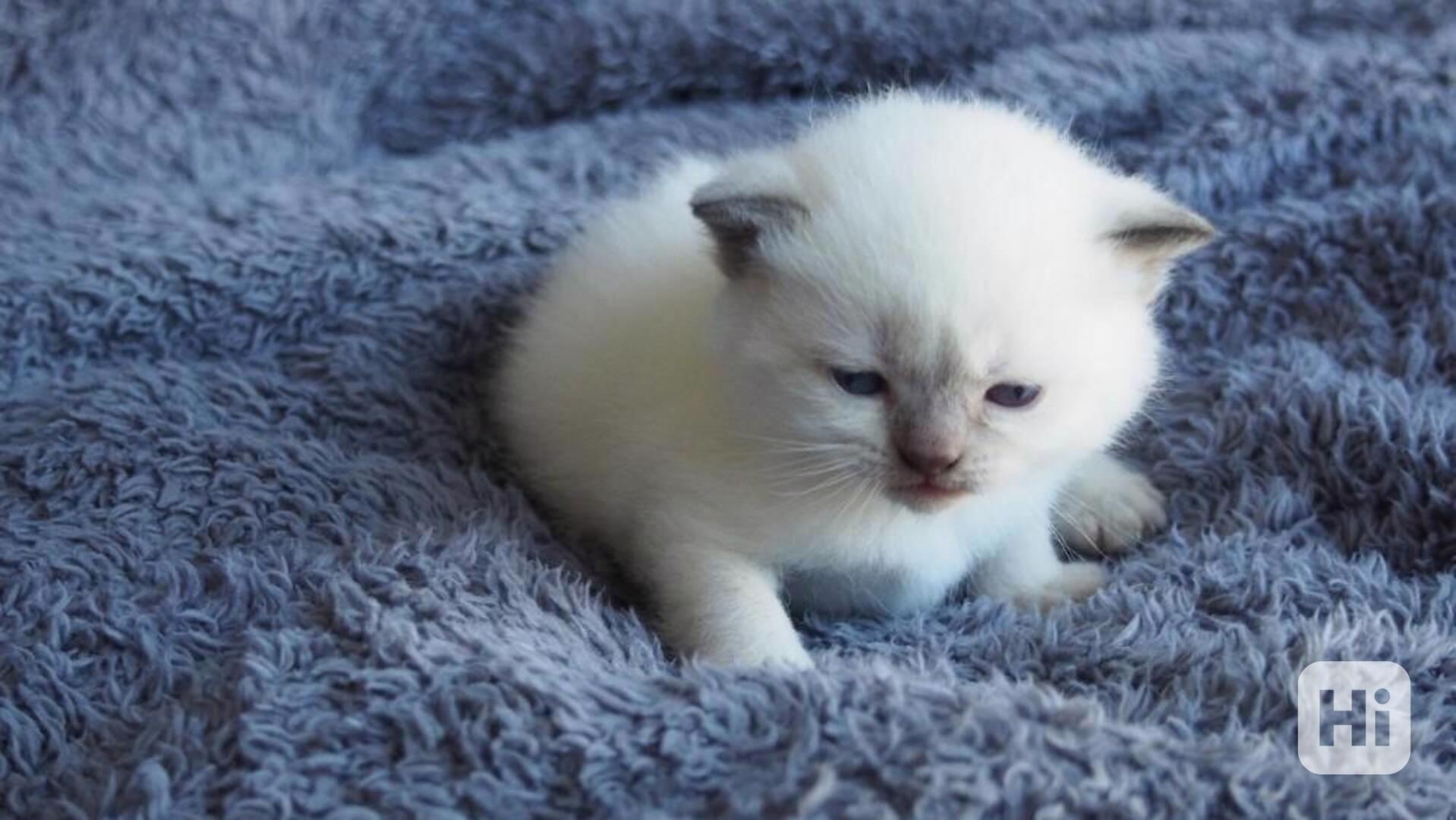 Ragdoll s pp - foto 1