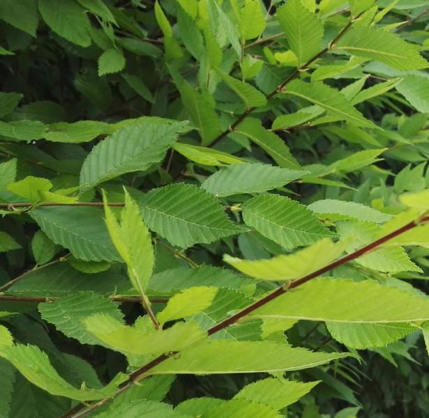 AKCE: Kouzelný (zázračný) živý plot - Jilm sibiřský - foto 5