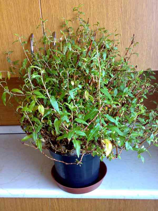 Rdesno vonné - Vietnamský koriandr - květník 19 cm - foto 3