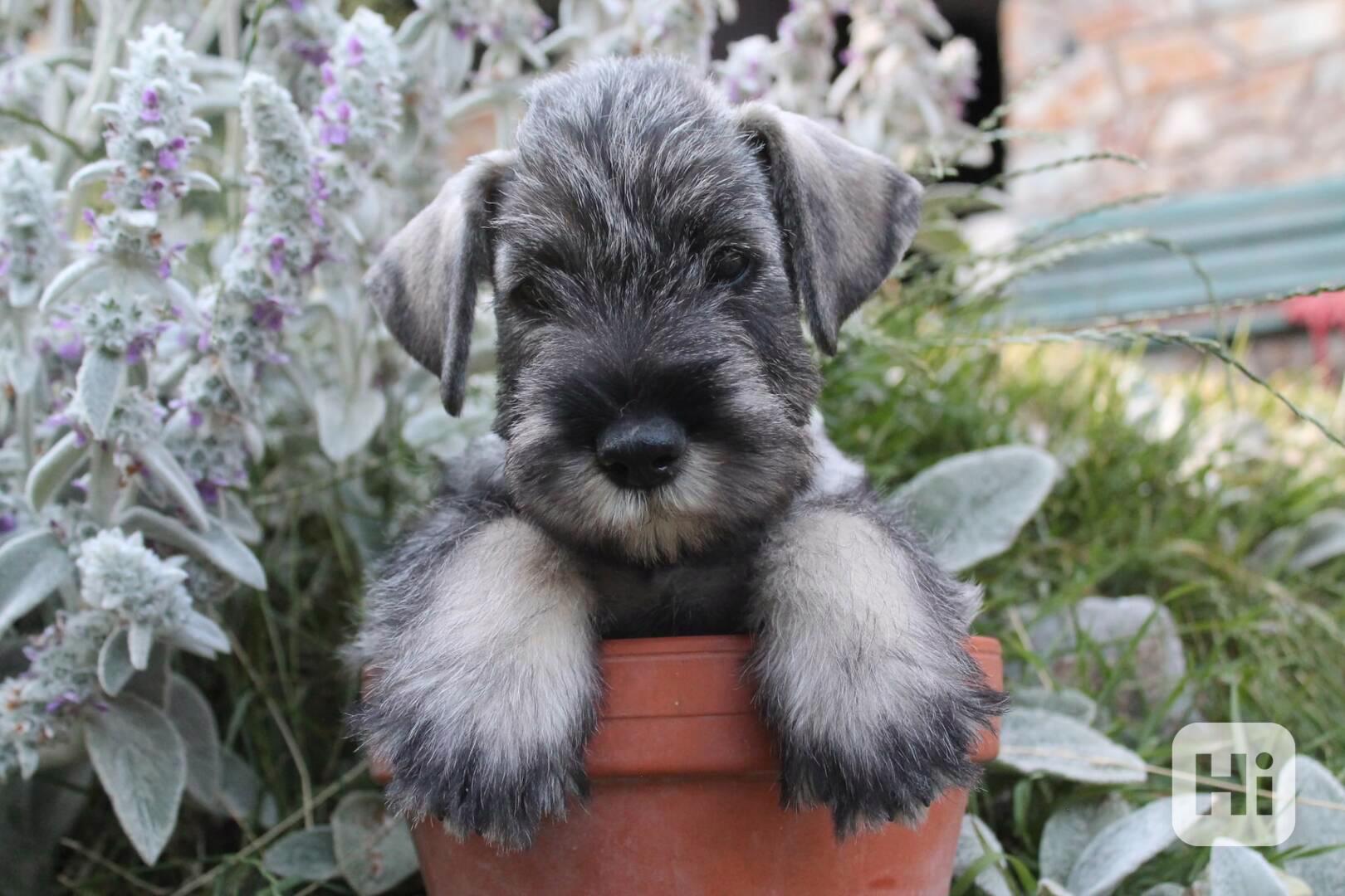 Knírač střední pepř a sůl - foto 1