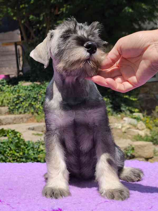 Knírač střední pepř a sůl - foto 3
