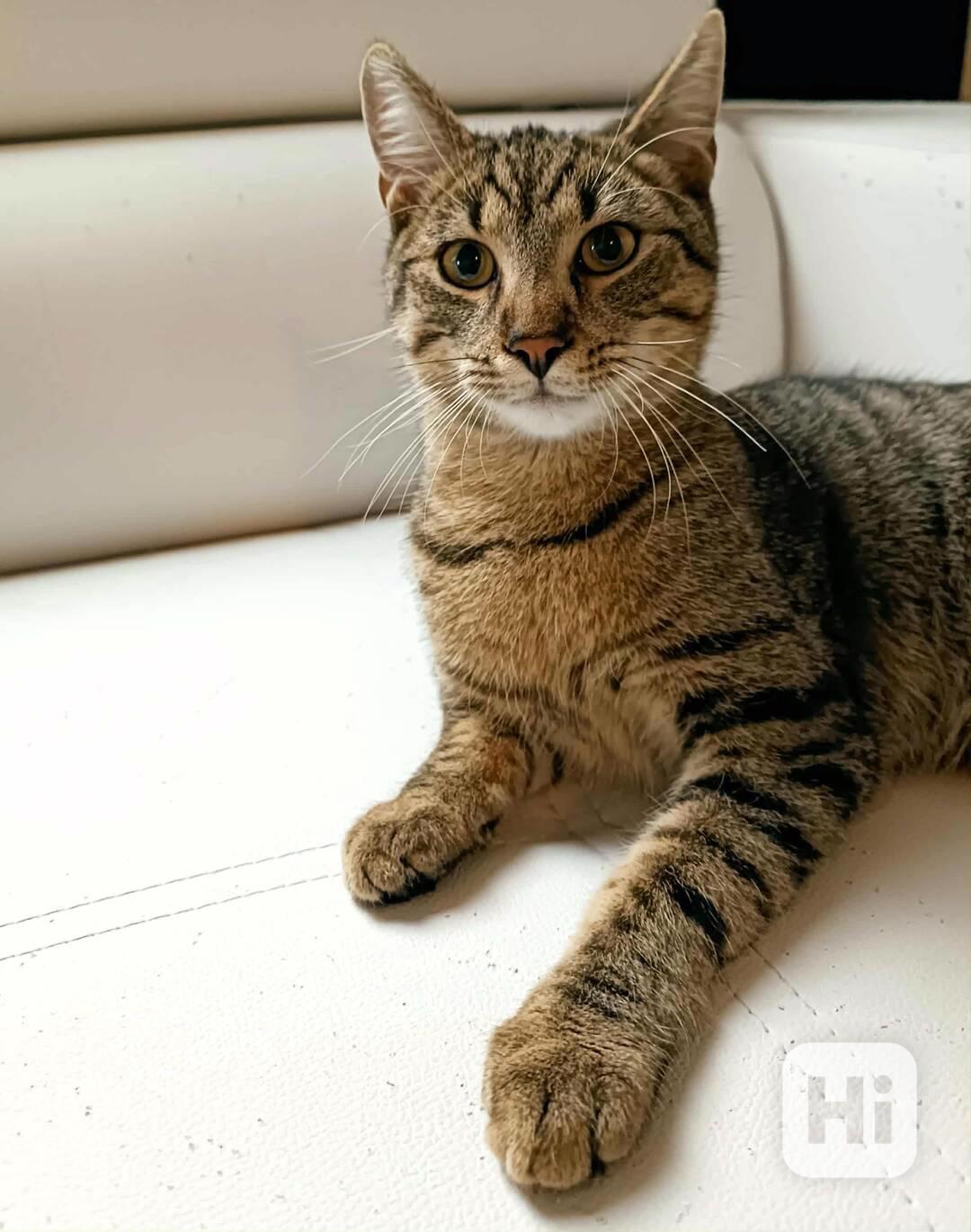 BORÍSEK - kotě, 5,5 měsíců  - foto 1