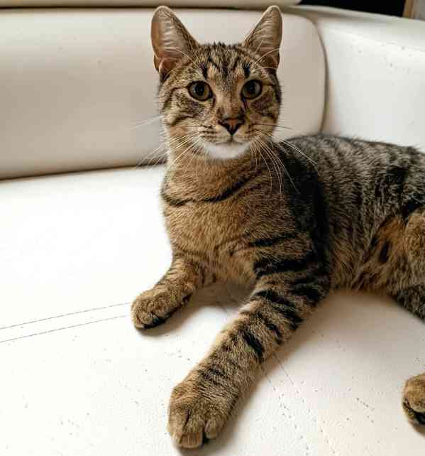 BORÍSEK - kotě, 5,5 měsíců  - foto 3