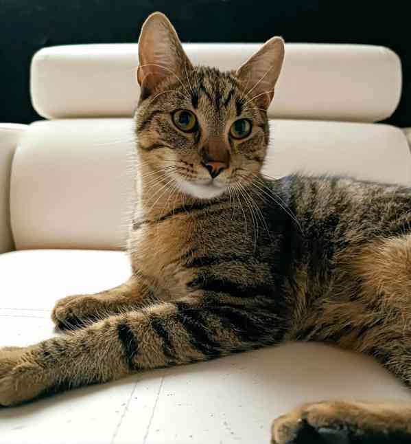 BORÍSEK - kotě, 5,5 měsíců  - foto 2