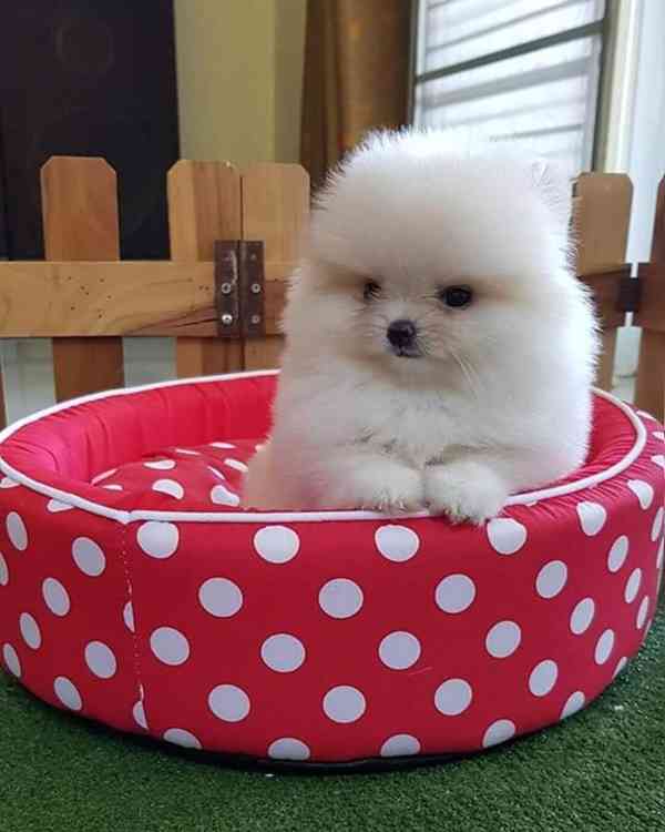 Štěňata pomeranského ovčáka - foto 3