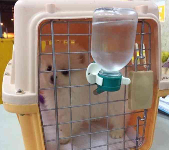 Štěňata pomeranského ovčáka - foto 2