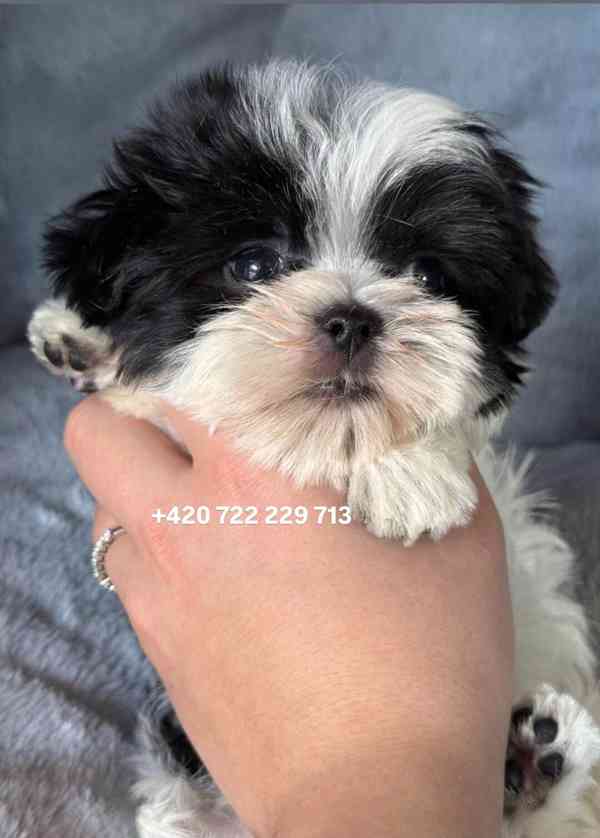 Maltipoo Morkie Peppi Fenka girl female - foto 5