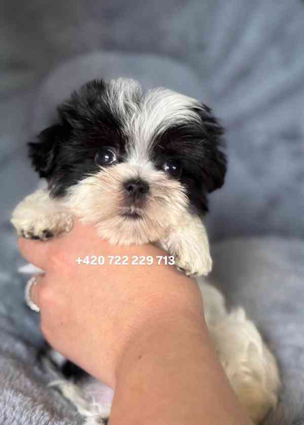 Maltipoo Morkie Peppi Fenka girl female - foto 4