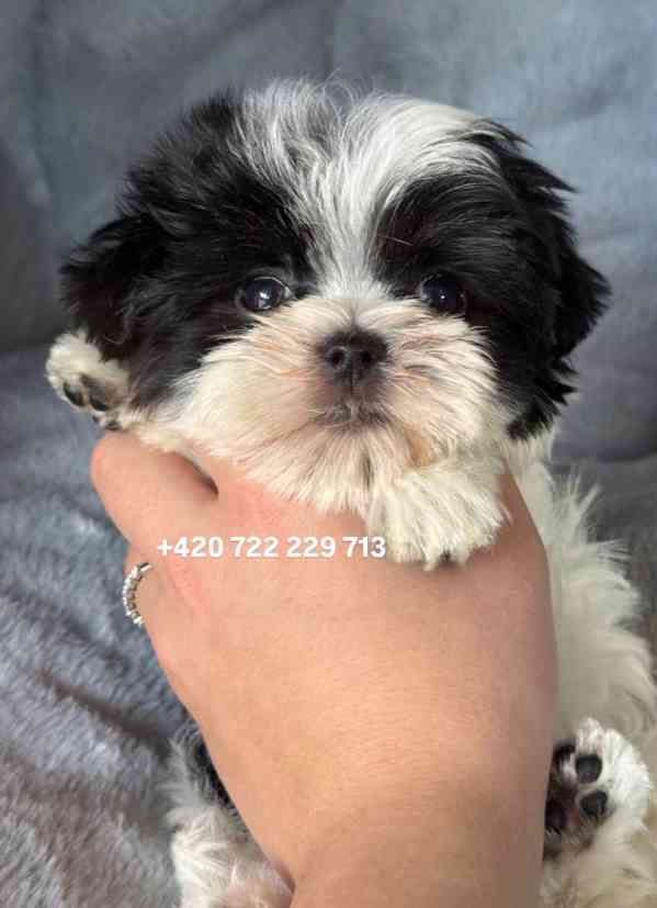 Maltipoo Morkie Peppi Fenka girl female - foto 3