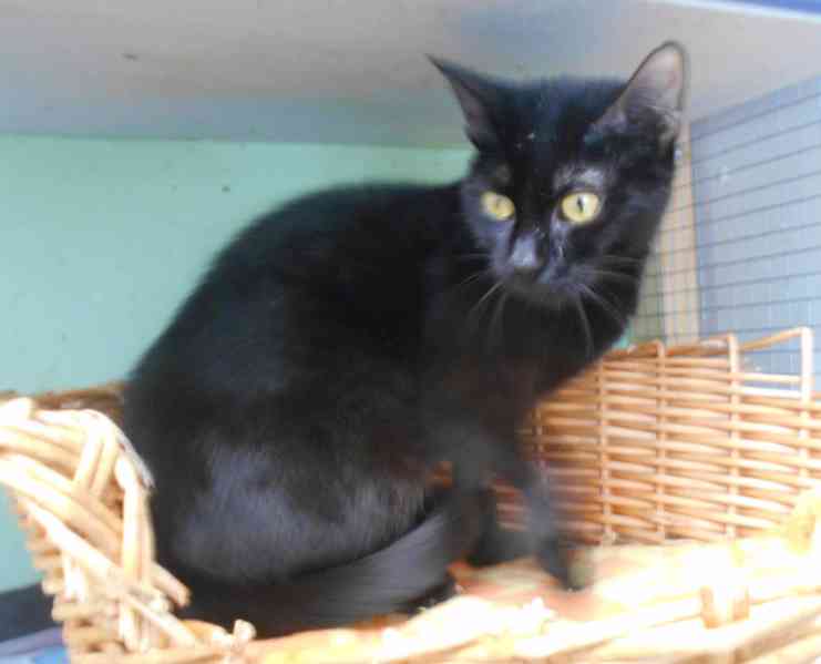 Černá, hodná 2letá Žofinka s výraznýma očima  - foto 6