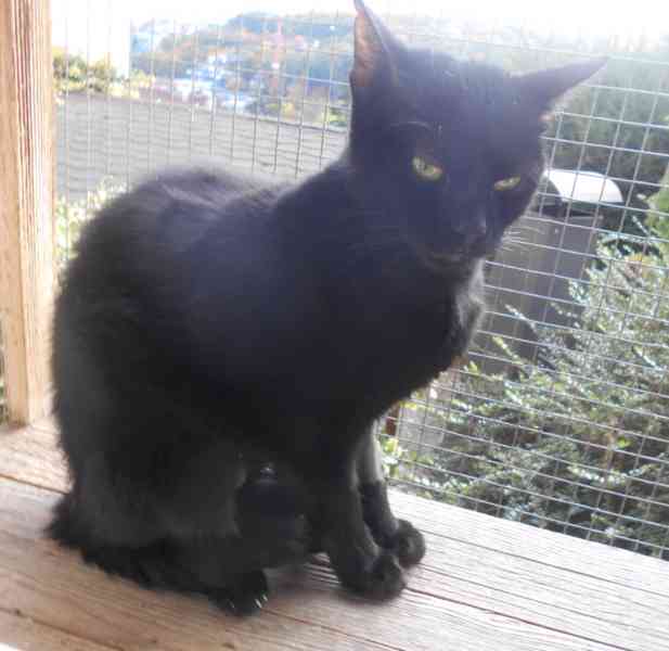 Černá, hodná 2letá Žofinka s výraznýma očima  - foto 8