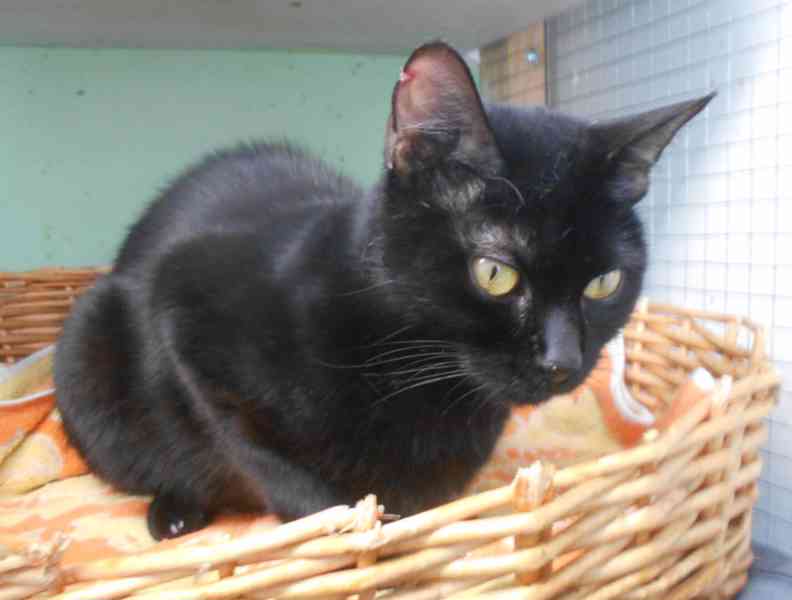 Černá, hodná 2letá Žofinka s výraznýma očima  - foto 2