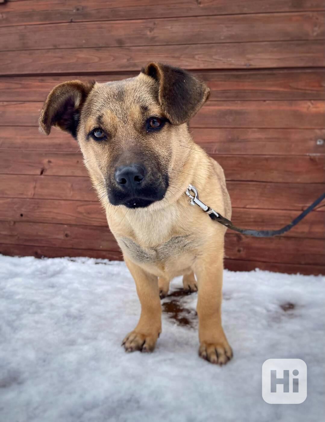 QUIXIE - štěňátko 6 kg, fenečka 6 měsíců  - foto 1