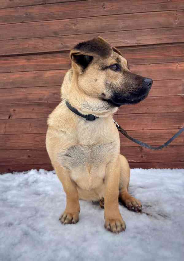 QUIXIE - štěňátko 6 kg, fenečka 6 měsíců  - foto 3