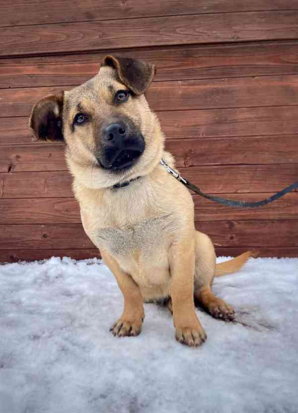 QUIXIE - štěňátko 6 kg, fenečka 6 měsíců  - foto 4