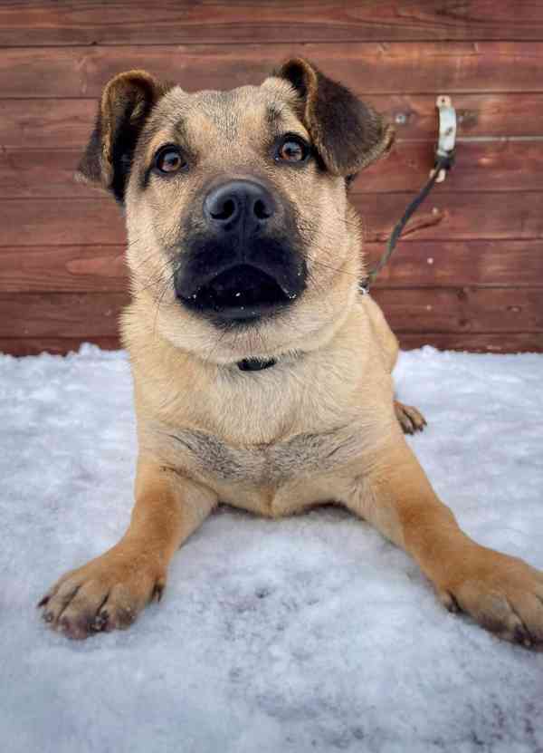 QUIXIE - štěňátko 6 kg, fenečka 6 měsíců  - foto 5