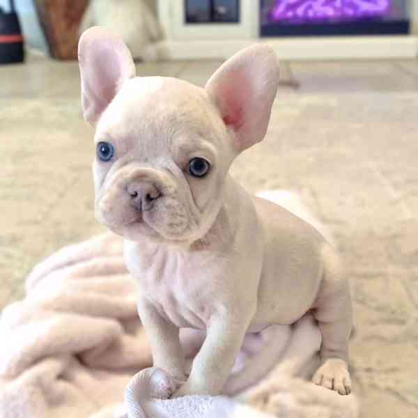 Adoptujte si štěňata francouzských buldočků! - foto 1