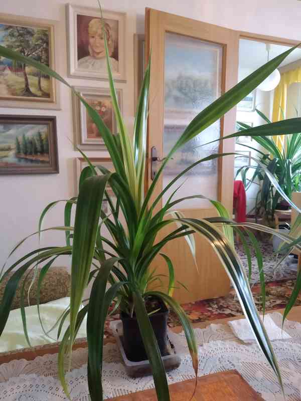 Pandanus dekorativní rostlina - foto 2