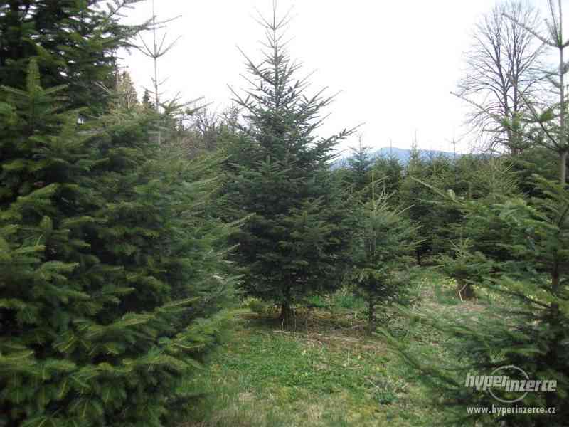 SAZENICE JEDLIČEK - foto 1