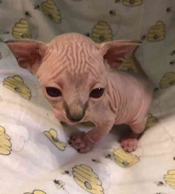 munchkin sphynx koťata k bezplatné adopci   - foto 3