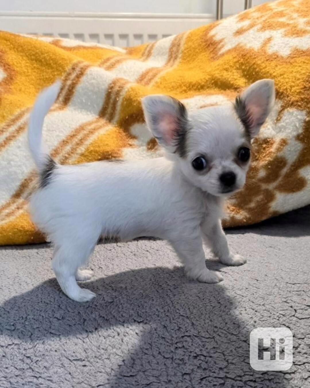 čivava dlouhosrstá s PP FCI- fenky - foto 1