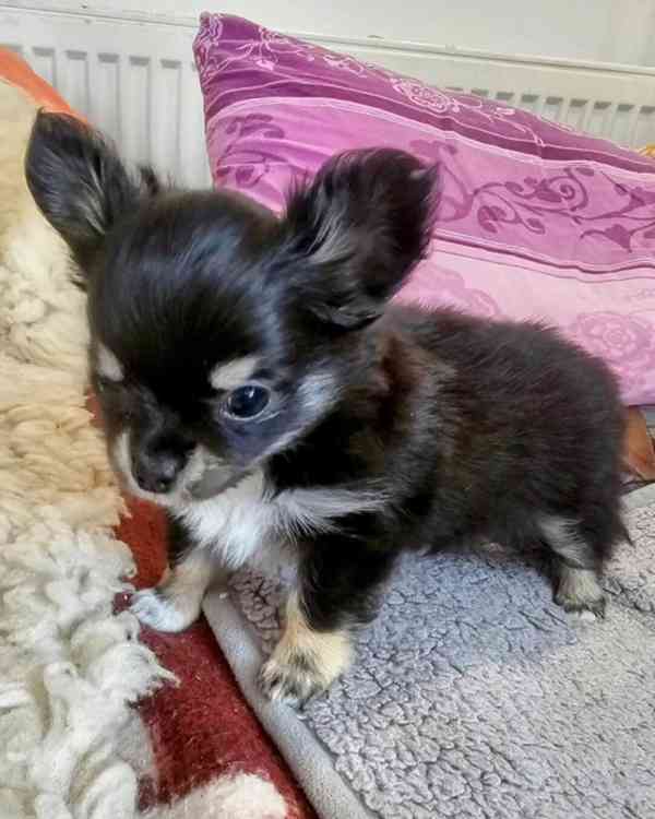 čivava dlouhosrstá s PP FCI- fenky - foto 2