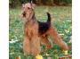 Erdelterier (Airedale terrier) - foto 1